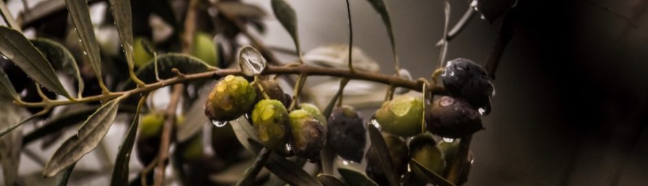 Levée de fonds Naturaé France